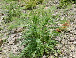 Imagem de Astragalus ponticus Pall.