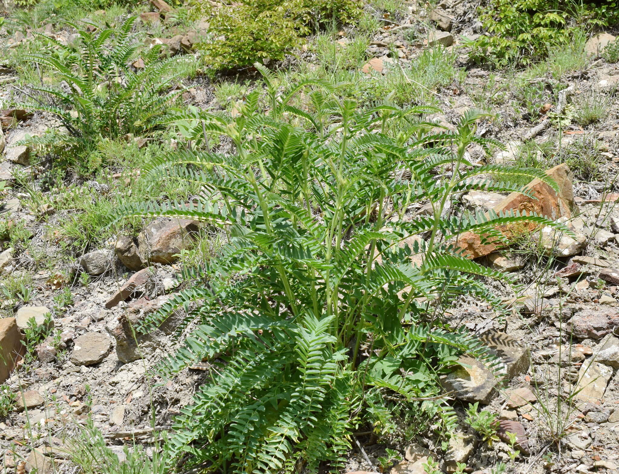 Imagem de Astragalus ponticus Pall.