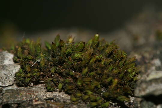 Image of orthotrichum moss