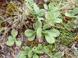 Plancia ëd Celmisia glandulosa var. latifolia Cockayne