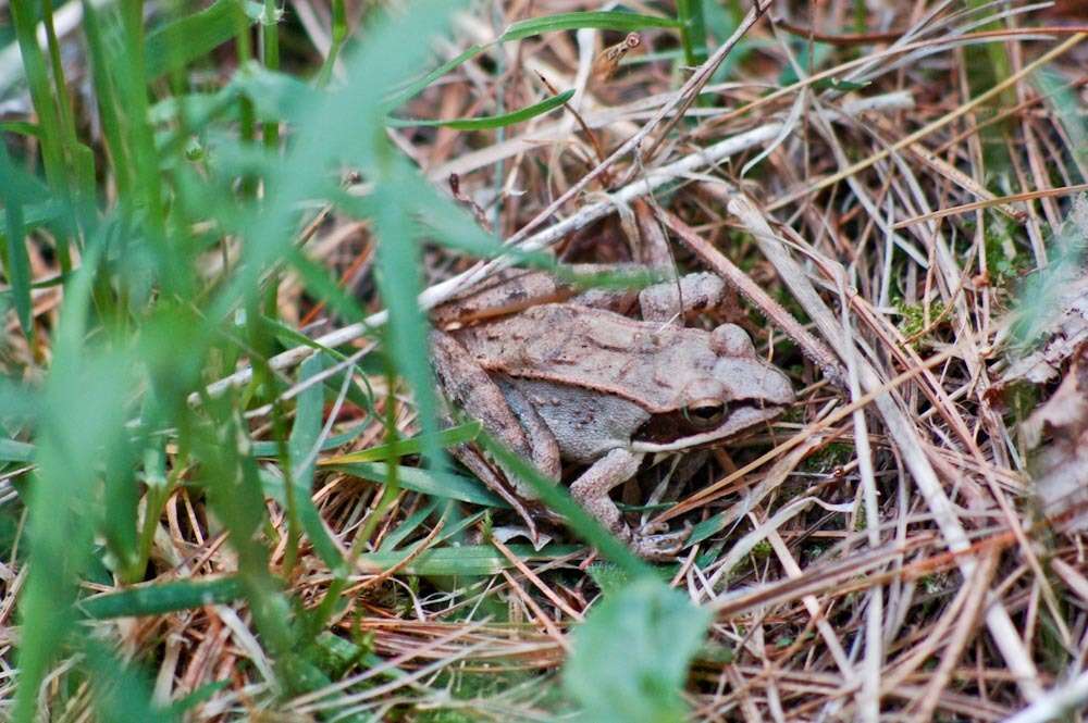 Image of Wood Frog