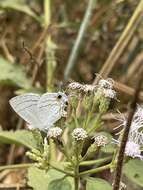 Imagem de Hypolycaena philippus (Fabricius 1793)