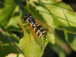 Image de Chrysotoxum elegans Loew 1841