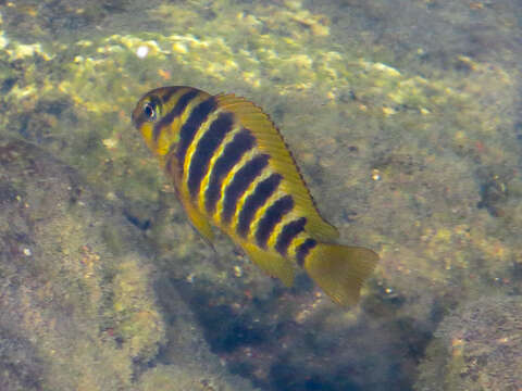 Image of Blunthead Cichlid