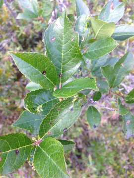 Image of Michigan holly