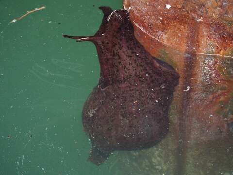 Image of California sea hare