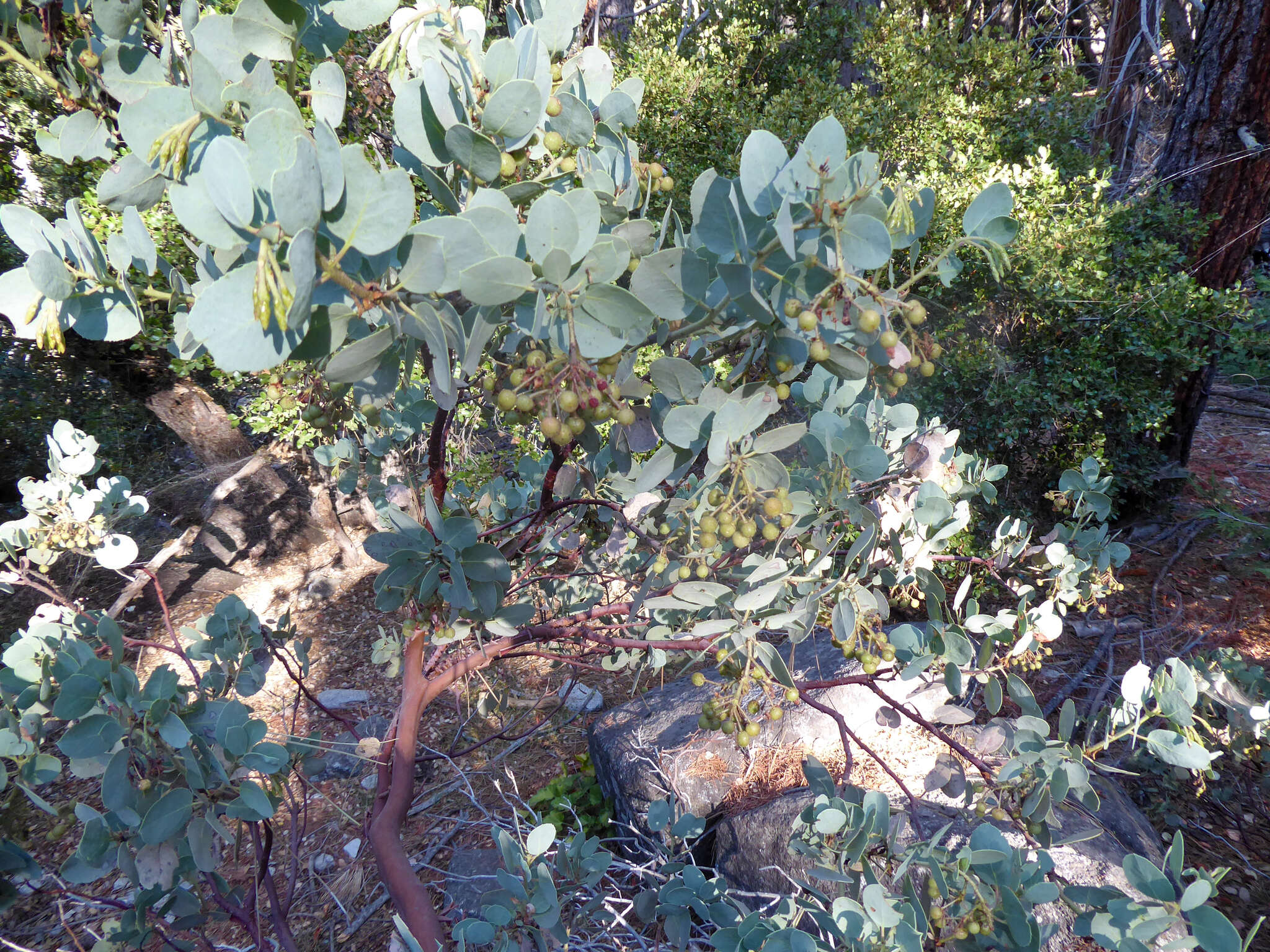 Image of Mariposa manzanita