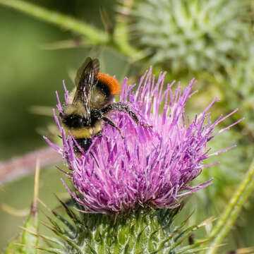 Image of Red tailed bumblebee