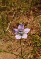 Image of Wahlenbergia capensis (L.) A. DC.