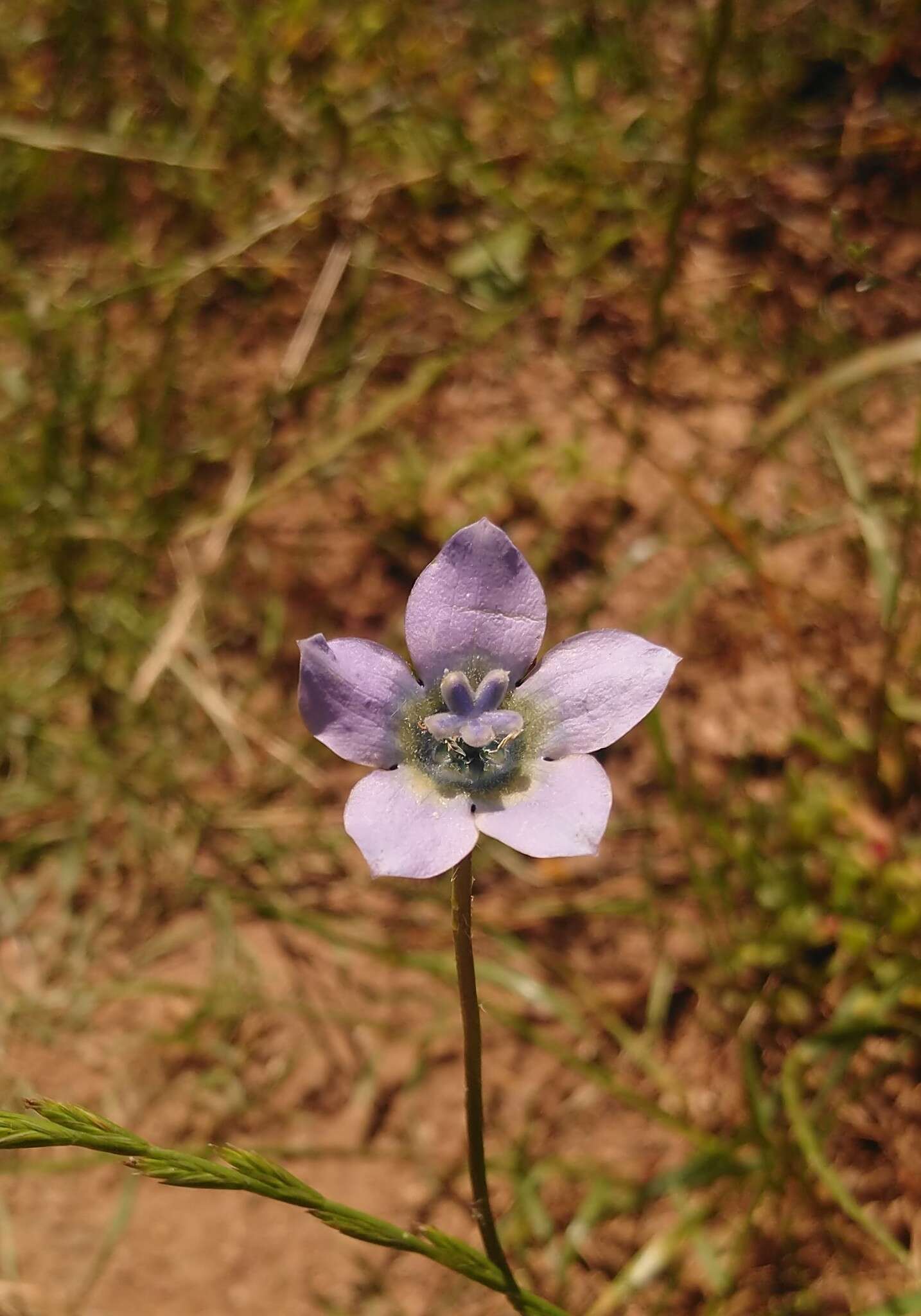 Image of Wahlenbergia capensis (L.) A. DC.