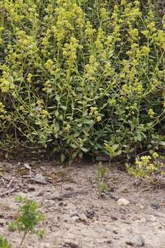 Image of Crassula cultrata L.