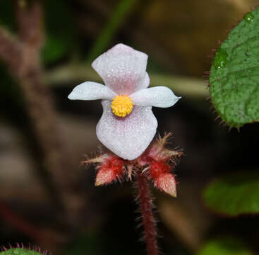 Image of Begonia cathcartii Hook. fil. & Thomson