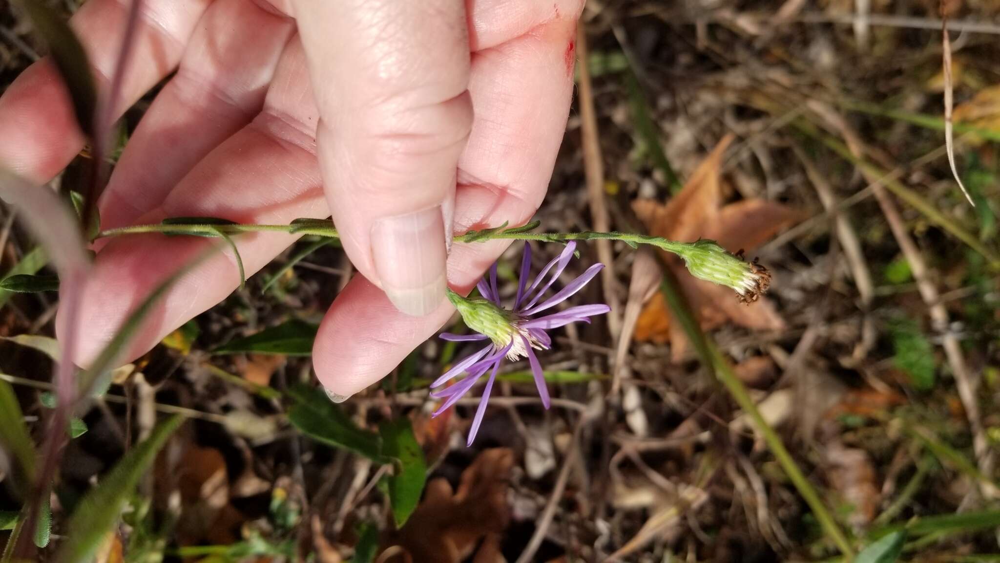 Image de Symphyotrichum georgianum (Alexander) G. L. Nesom