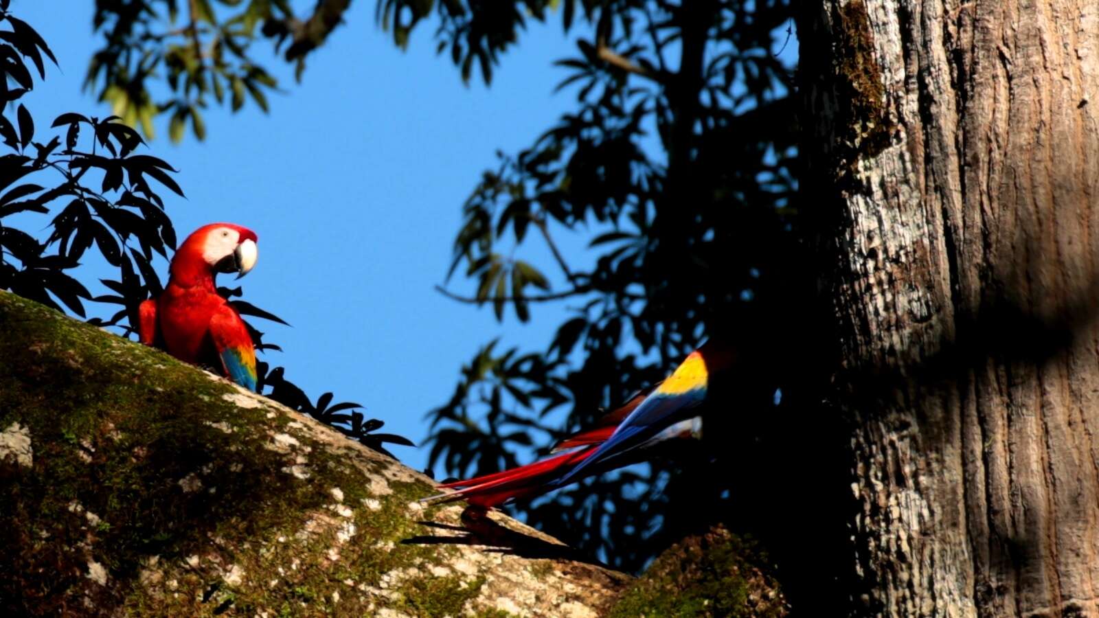 Image of Scarlet Macaw