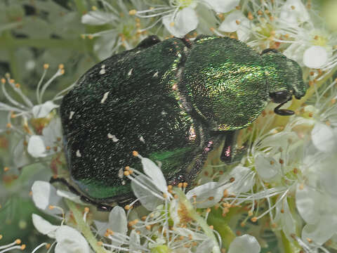 Image of Noble chafer