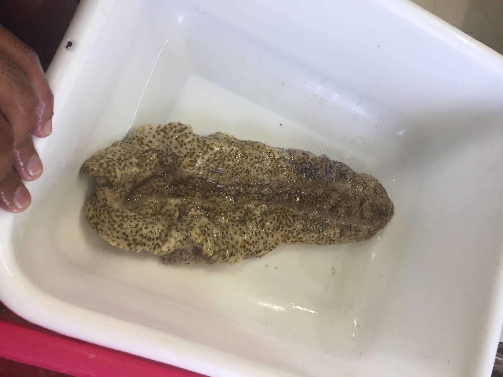 Image of Three-rowed Sea Cucumber