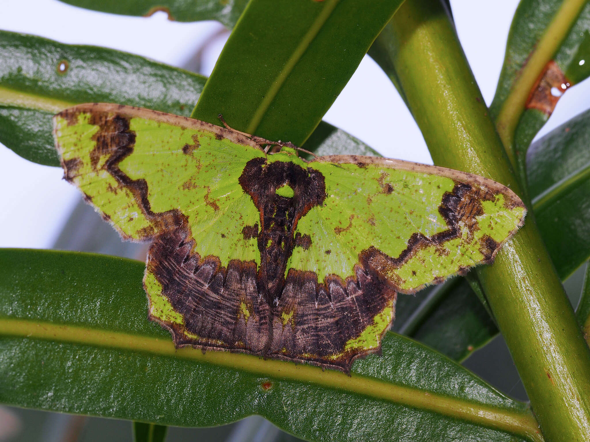 Image de Agathia gigantea Butler 1880