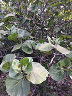 Coccoloba uvifera (L.) L. resmi