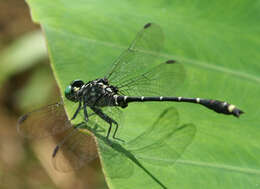 Image of Burmagomphus asahinai Kosterin, Makbun & Dawwrueng 2012