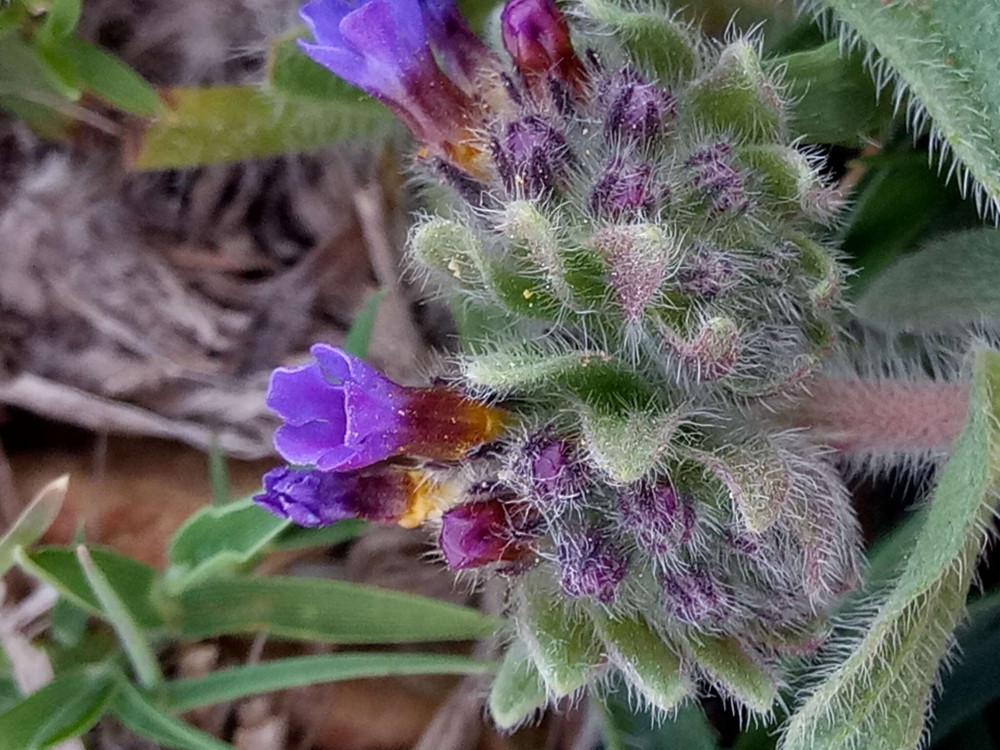 Image of alkanet