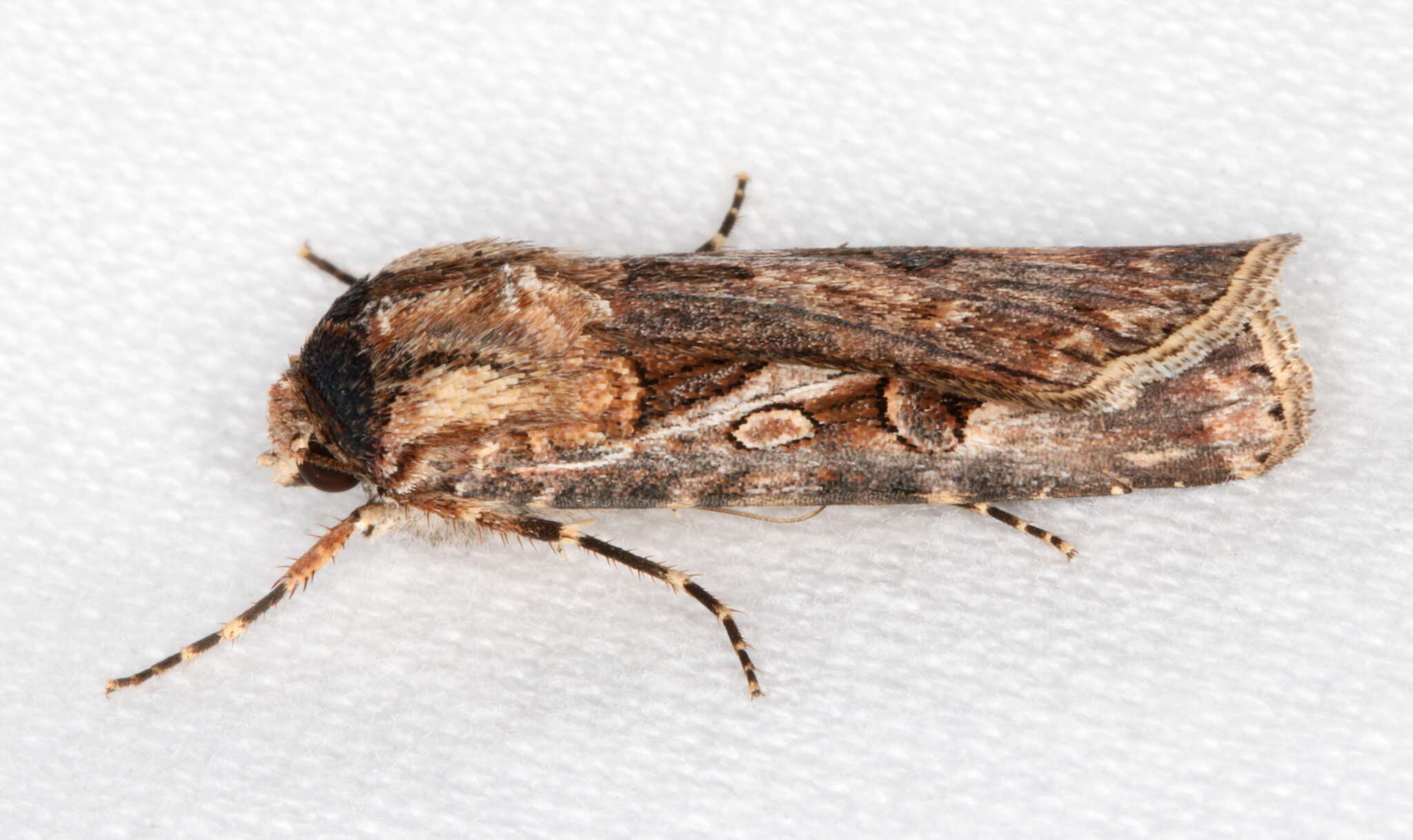 Image of Agrotis munda Walker 1856