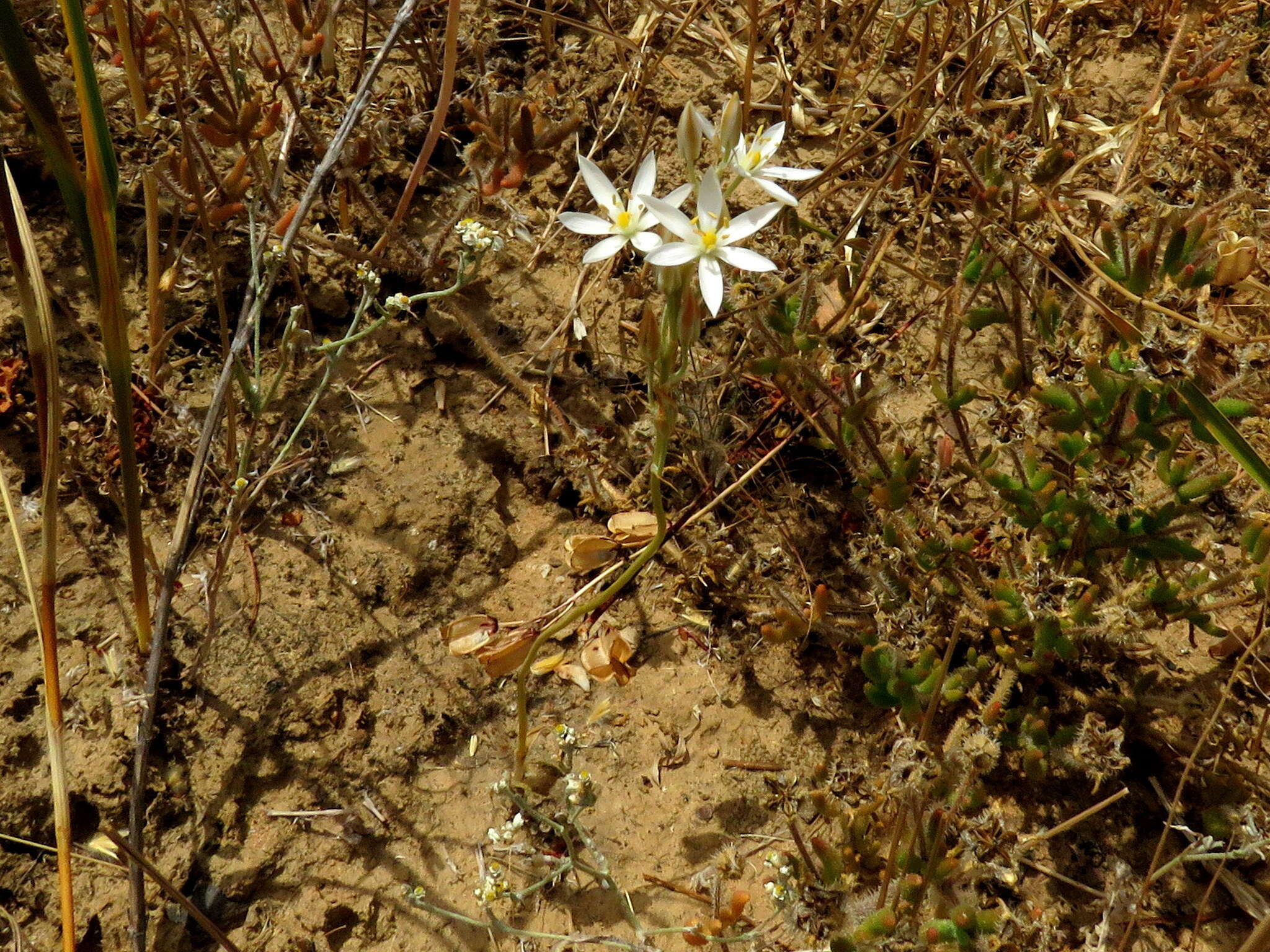 Imagem de Ornithogalum pilosum L. fil.