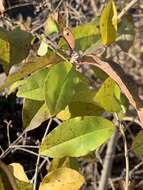 Image of border privet