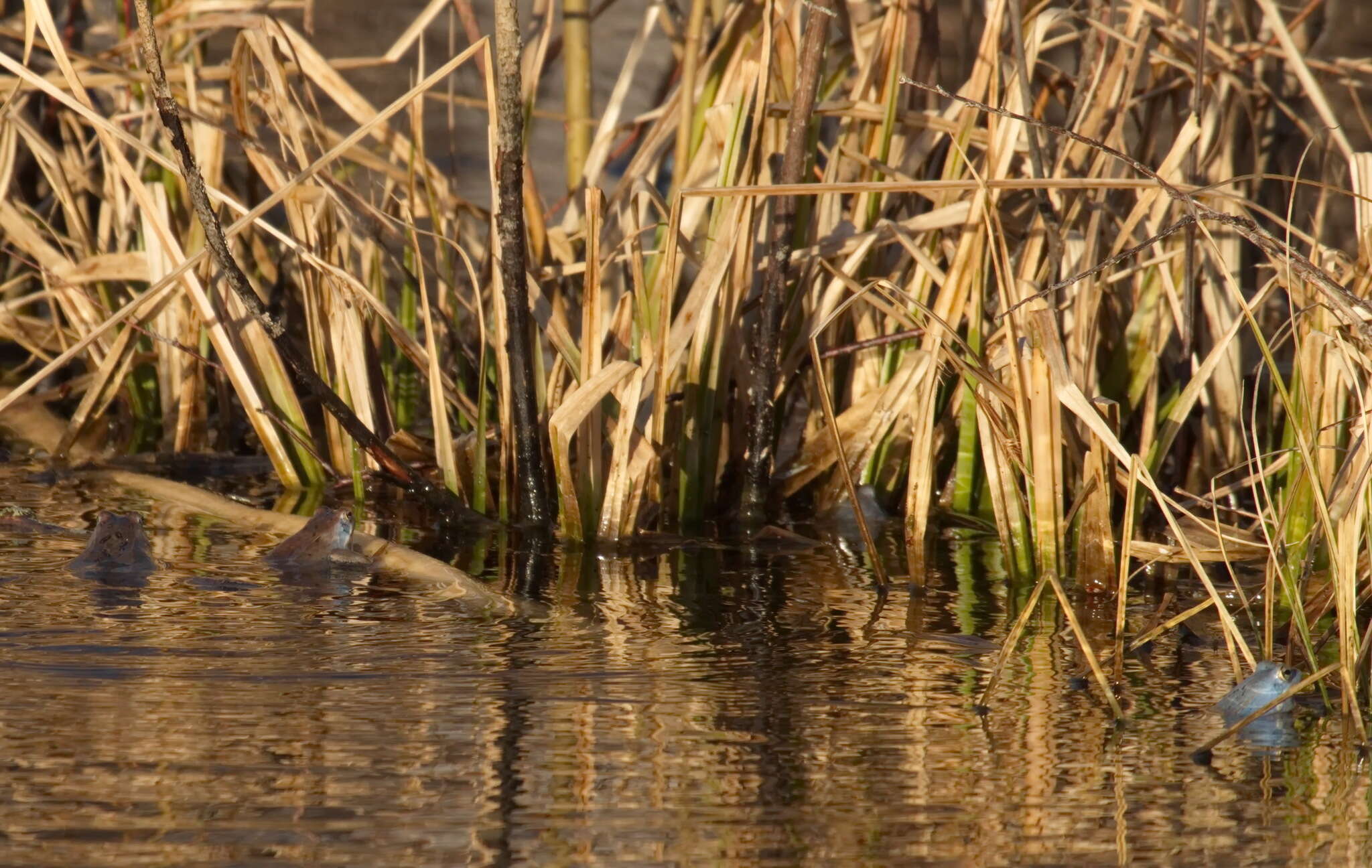 Image of Altai Brown Frog (Altai Mountains Populations)