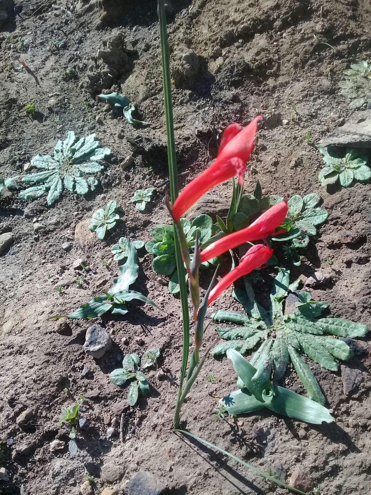 Image of Gladiolus watsonius Thunb.