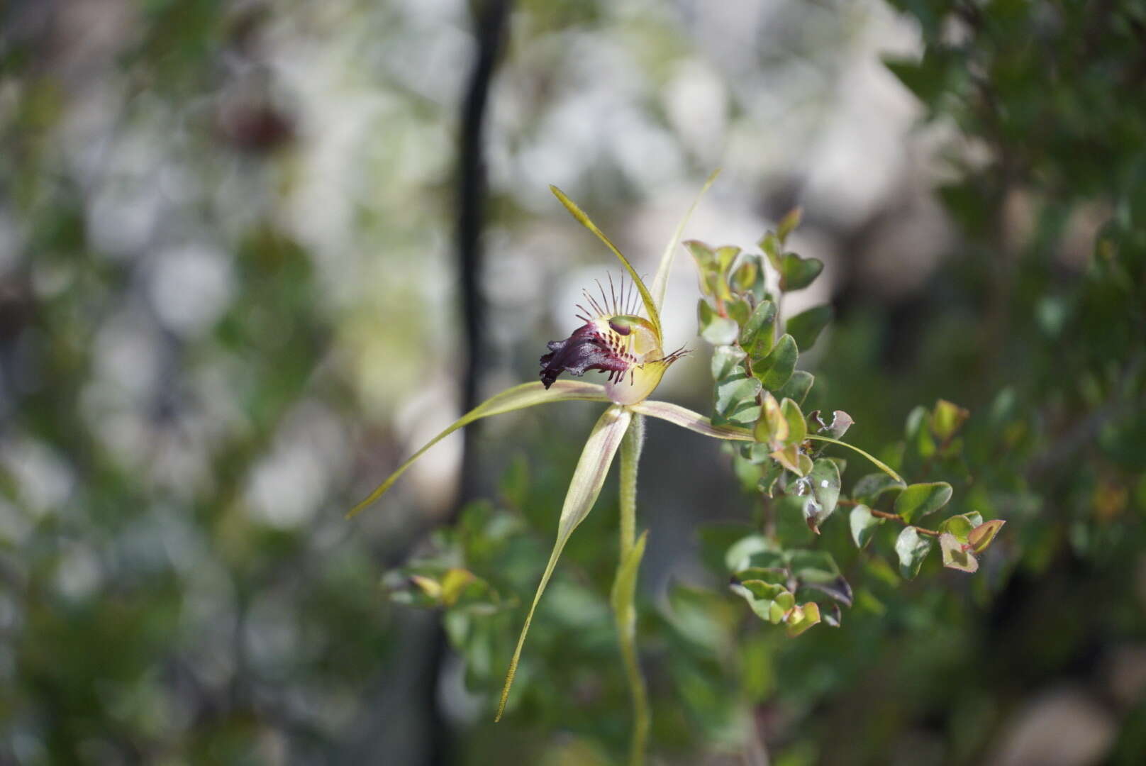 Caladenia brownii Hopper resmi