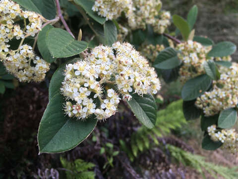 Image of Cotoneaster coriaceus Franch.