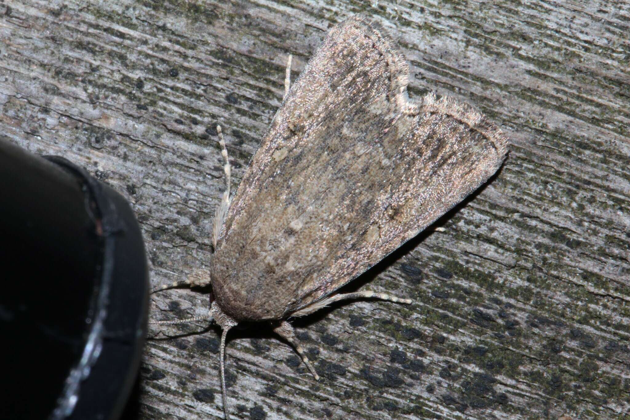 Image of Spodoptera pecten Guenée 1852