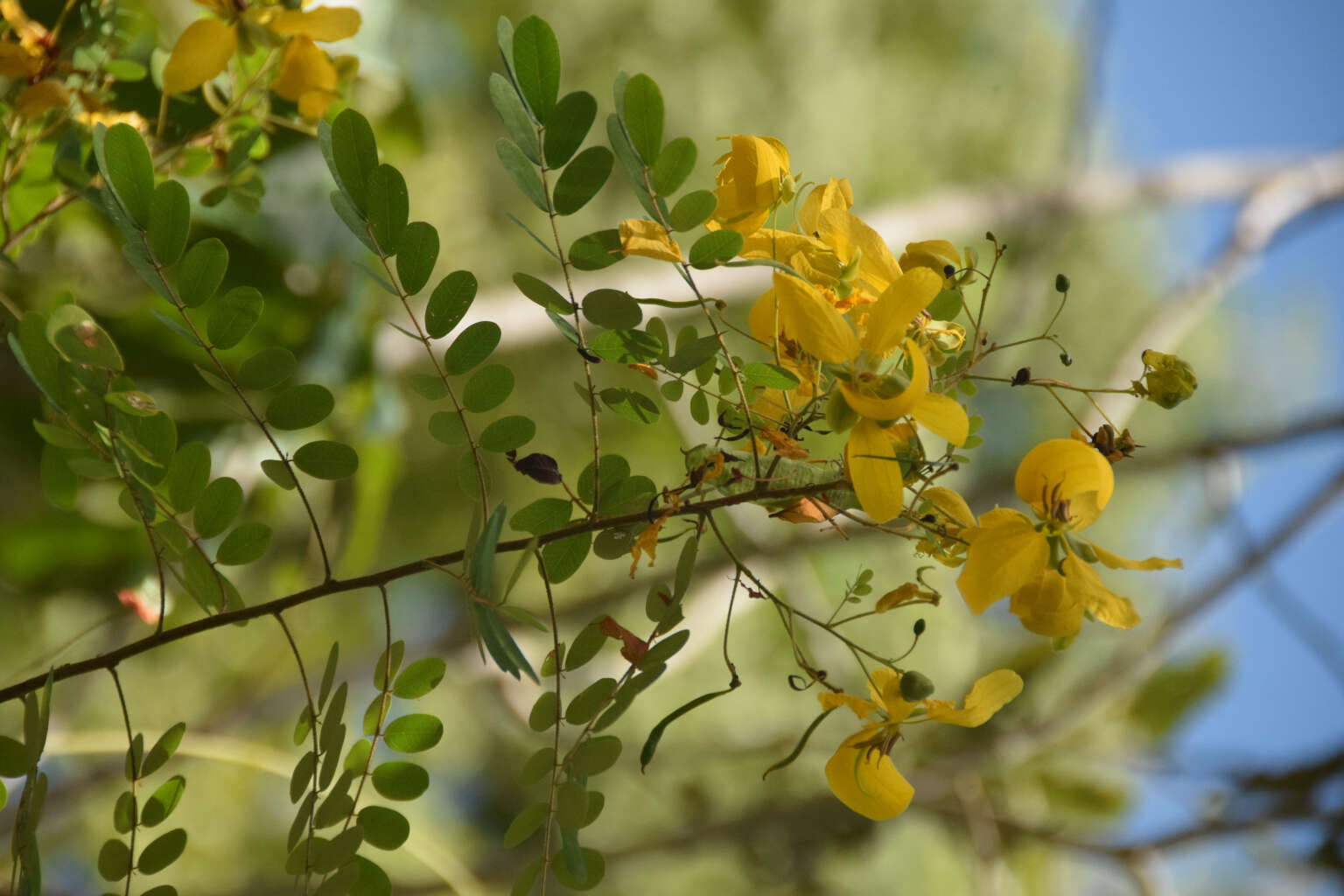 Слика од Senna trachypus (Benth.) H. S. Irwin & Barneby