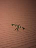 Image of Geranium Plume Moth