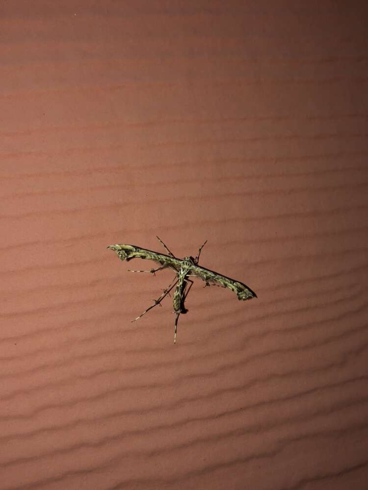 Image of Geranium Plume Moth