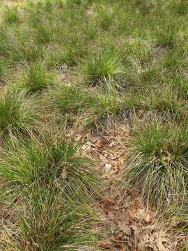 Image of Uruguayan needlegrass