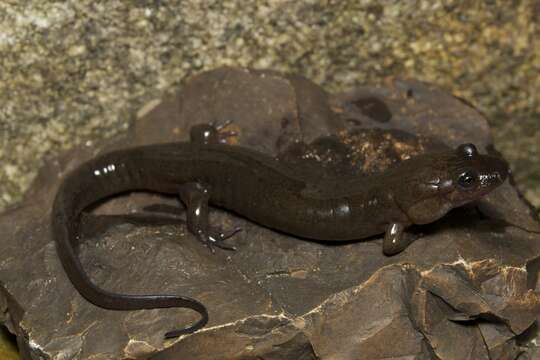 Image of Cumberland Dusky Salamander