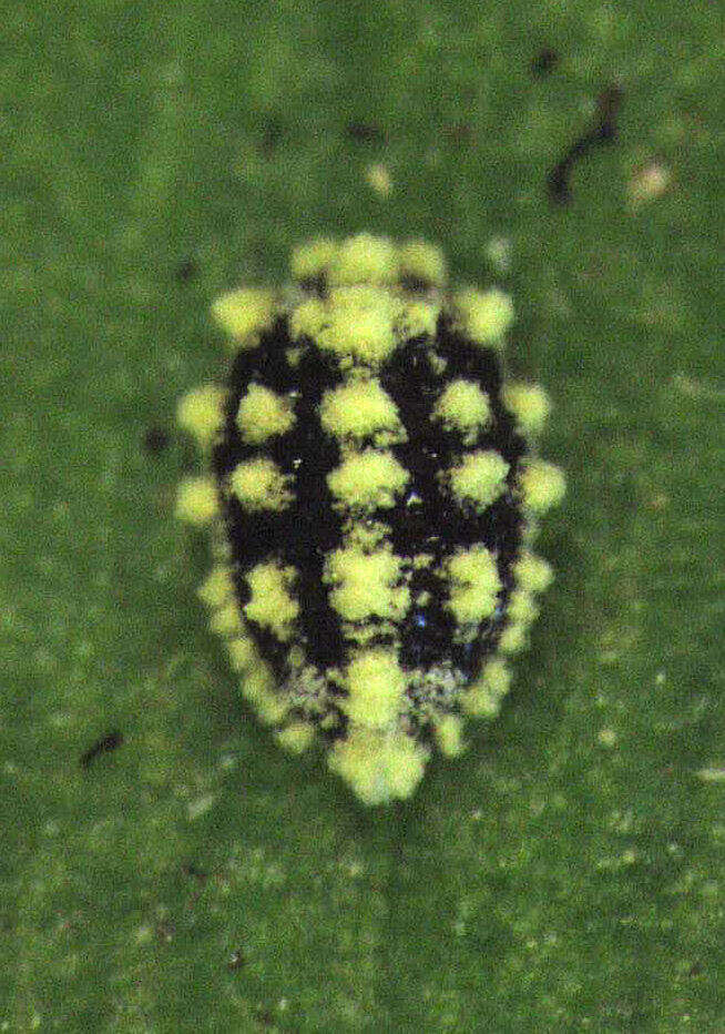 Image of Mealybug