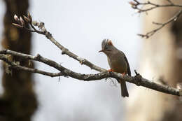 Image of Yuhina occipitalis obscurior Rothschild 1921