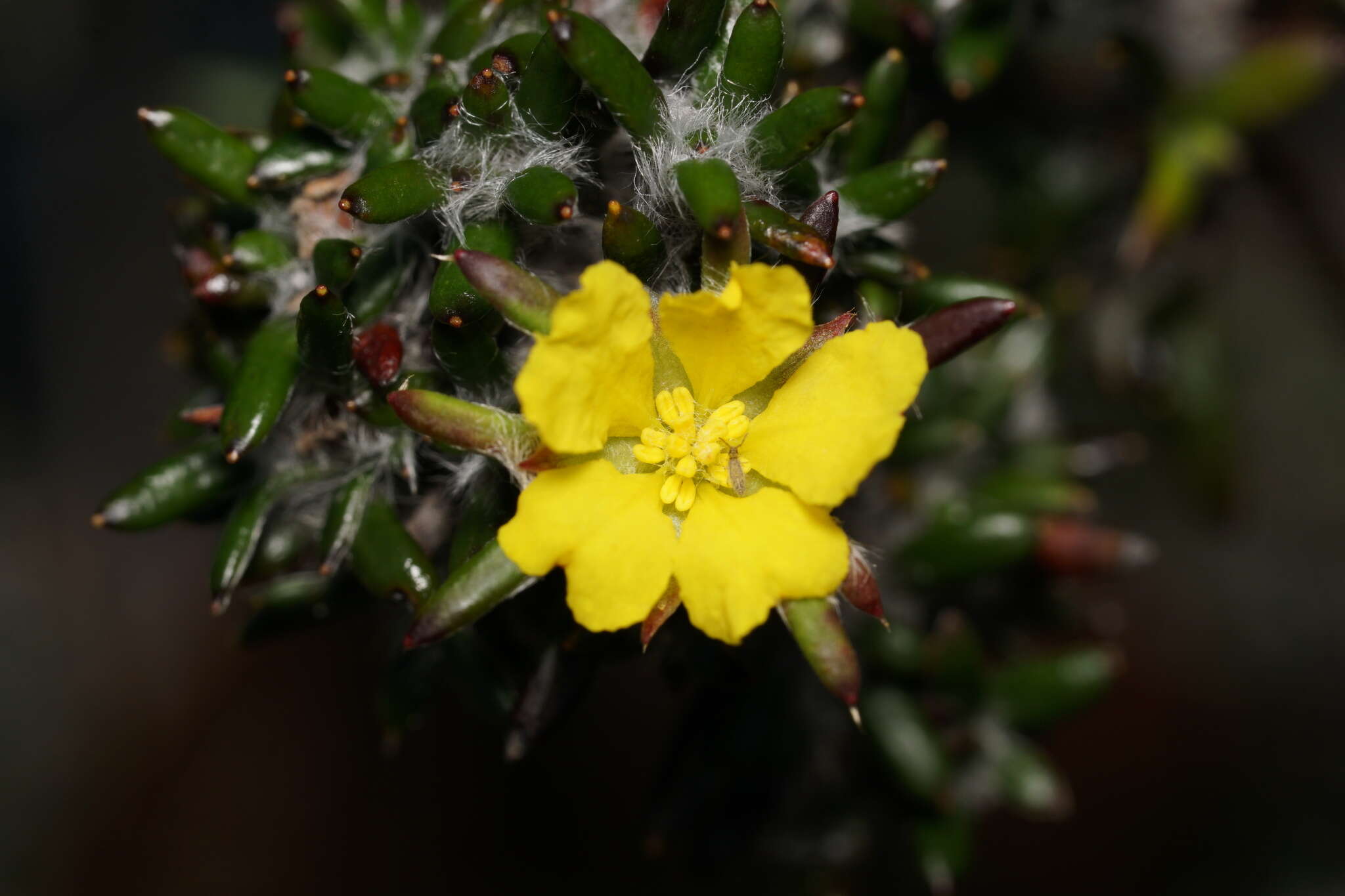 Hibbertia depressa Steud. resmi