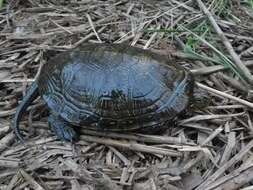 Image of European Pond Turtle