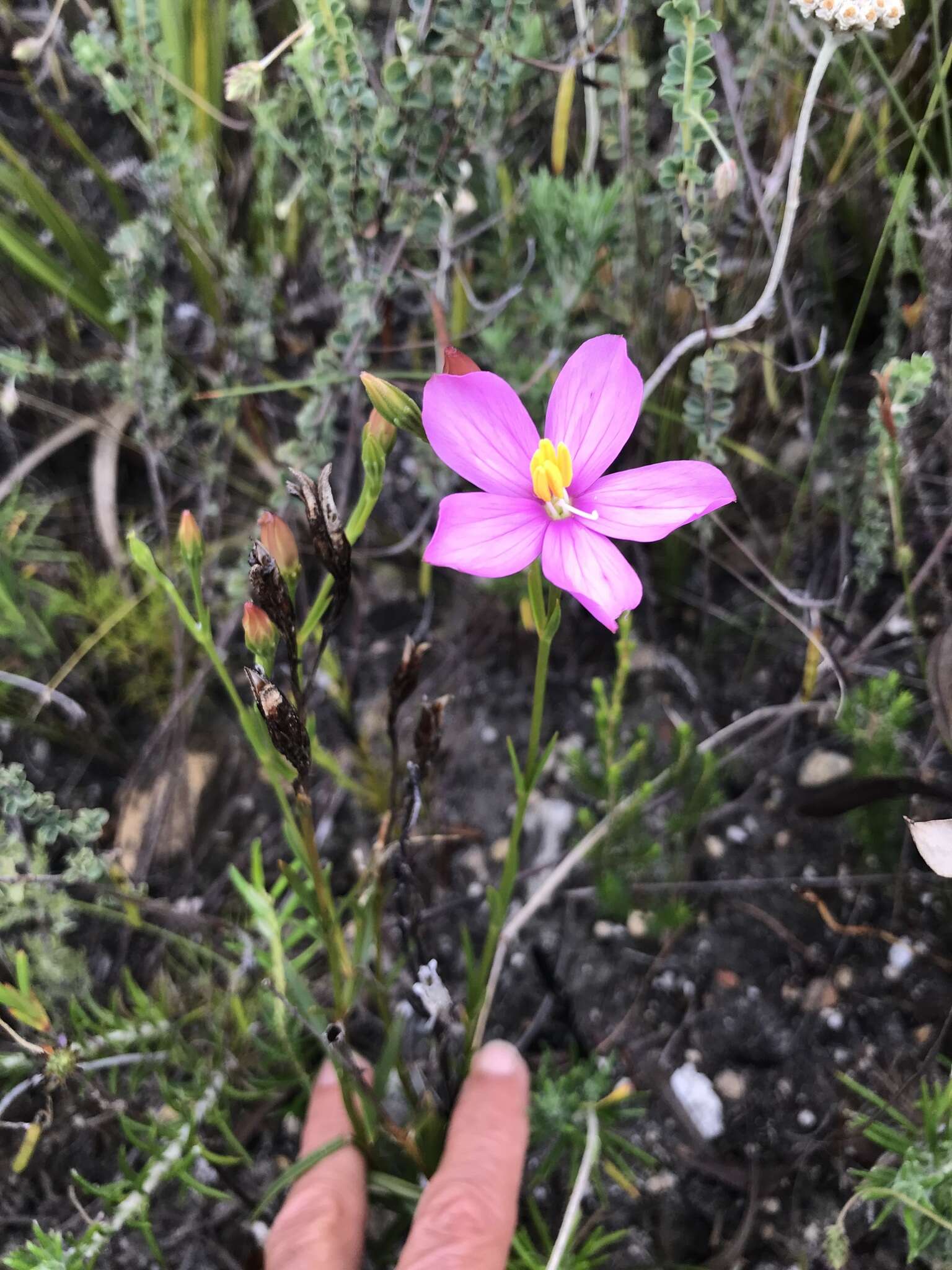 Image of Chironia linoides L.