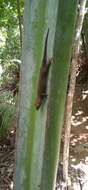 Image of Dwarf Bronze Gecko