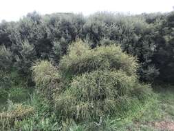 Image of d'Alton's melaleuca