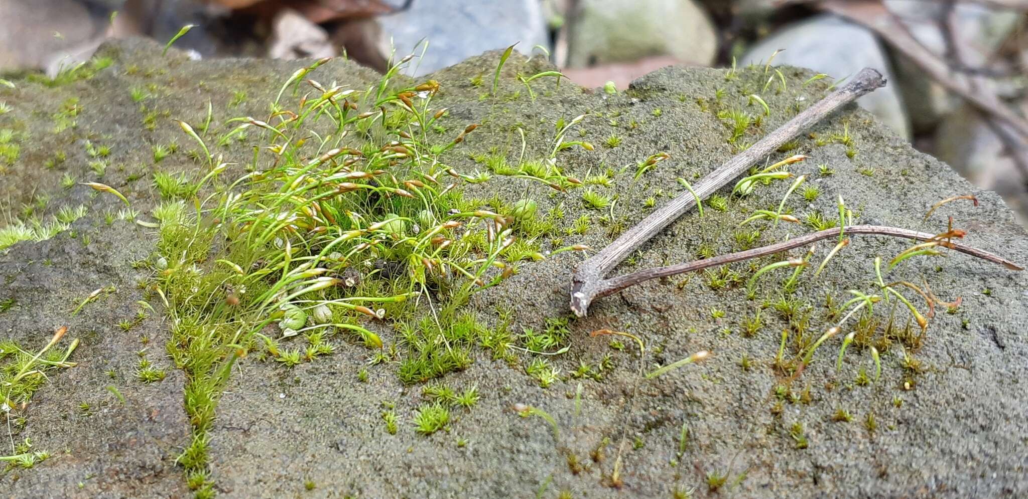 Image of trematodon moss