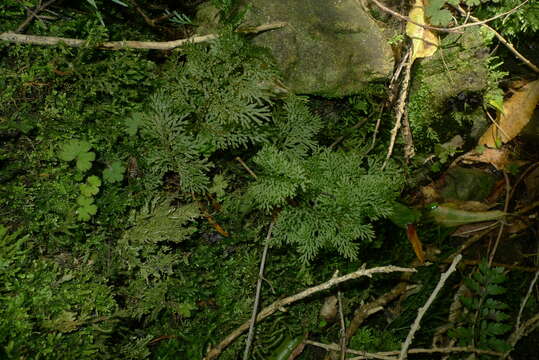 Imagem de Hymenophyllum flexuosum A. Cunn.