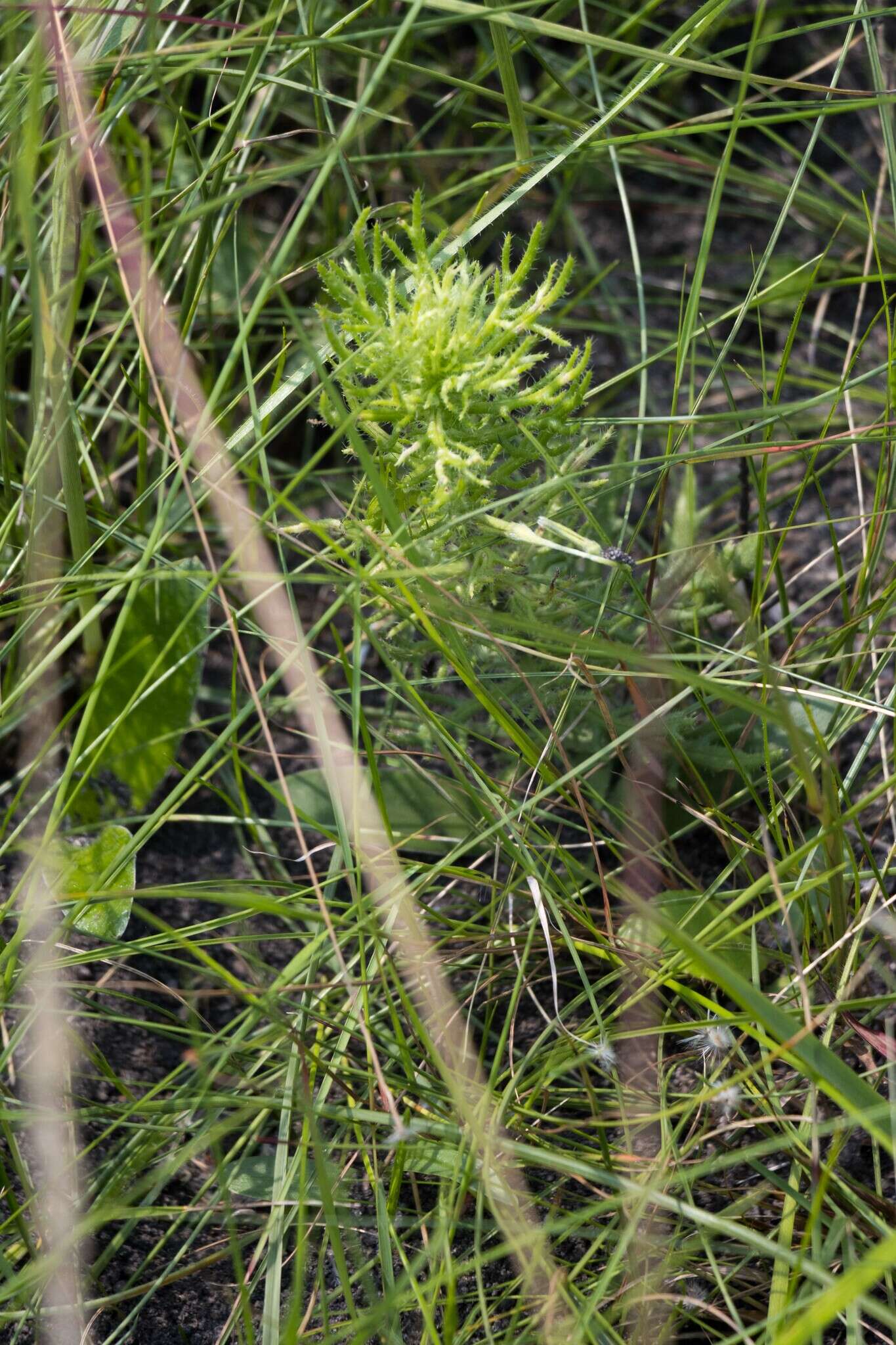 Image of Senecio erubescens var. incisus DC.