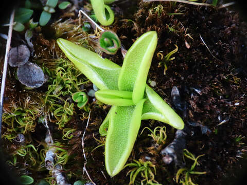 Pinguicula fiorii F. Tammaro & L. Pace的圖片