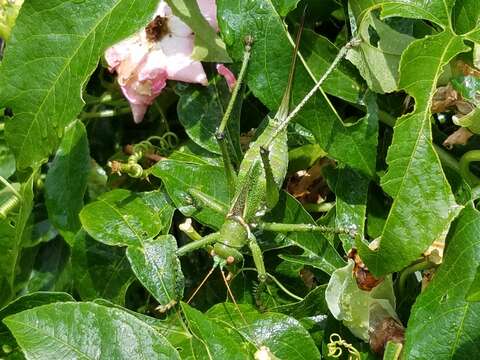 Image of Greater Arid-land Katydid