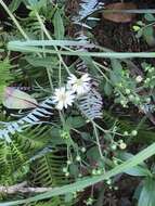 Image de Aster panduratus Nees ex Walp.